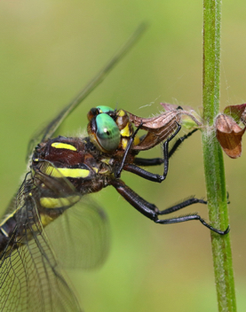 Cordulegaster obliqua, female